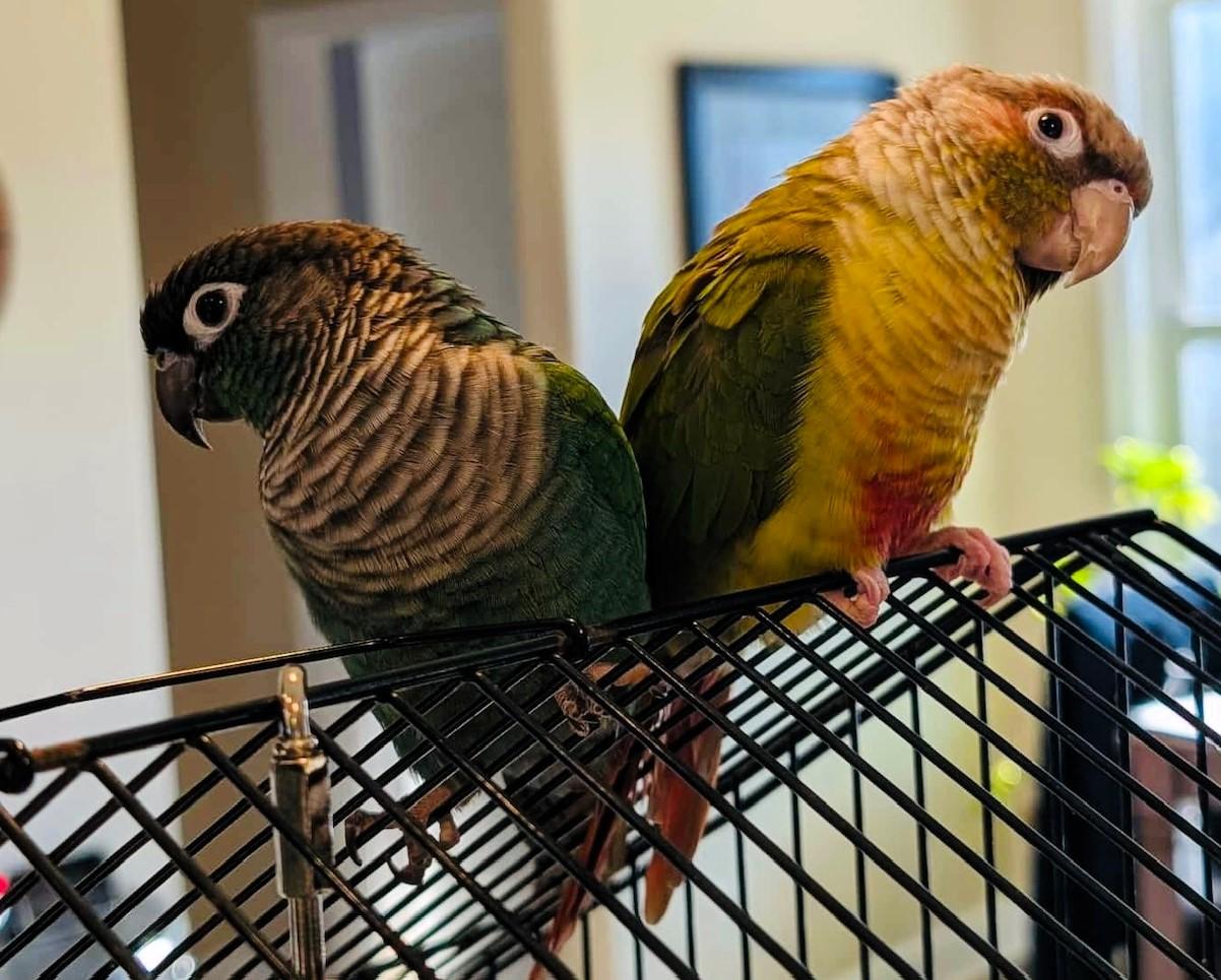 Enlarge Goose and Maverick, a Adoptable Conure in Lenexa, KS image 3/3