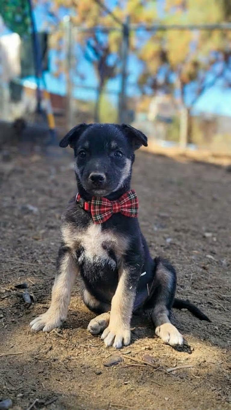 Enlarge Rex, a Adoptable mixed breed in Temecula, CA image 1/1