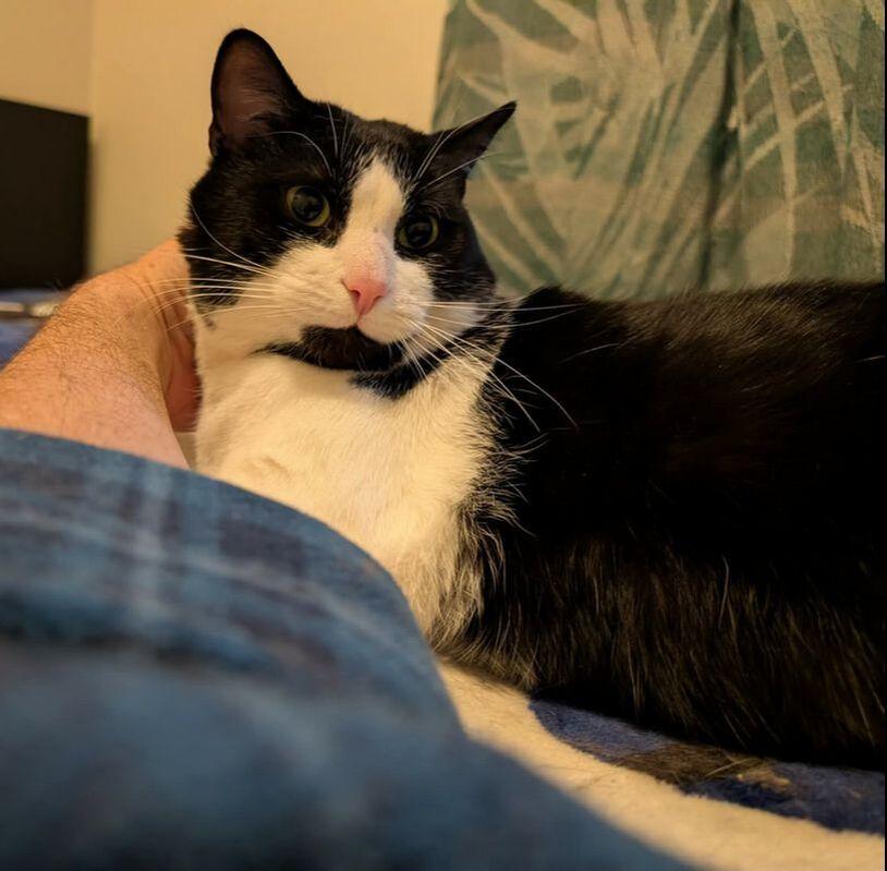 Enlarge RayRay, a ADOPTABLE Domestic Short Hair in Mississauga, ON image 2/2