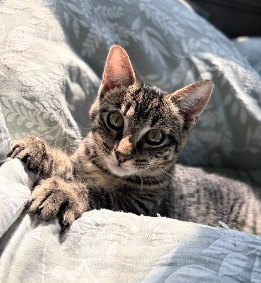 Enlarge West, a Adoptable Tabby in Johnson City, TN image 5/5