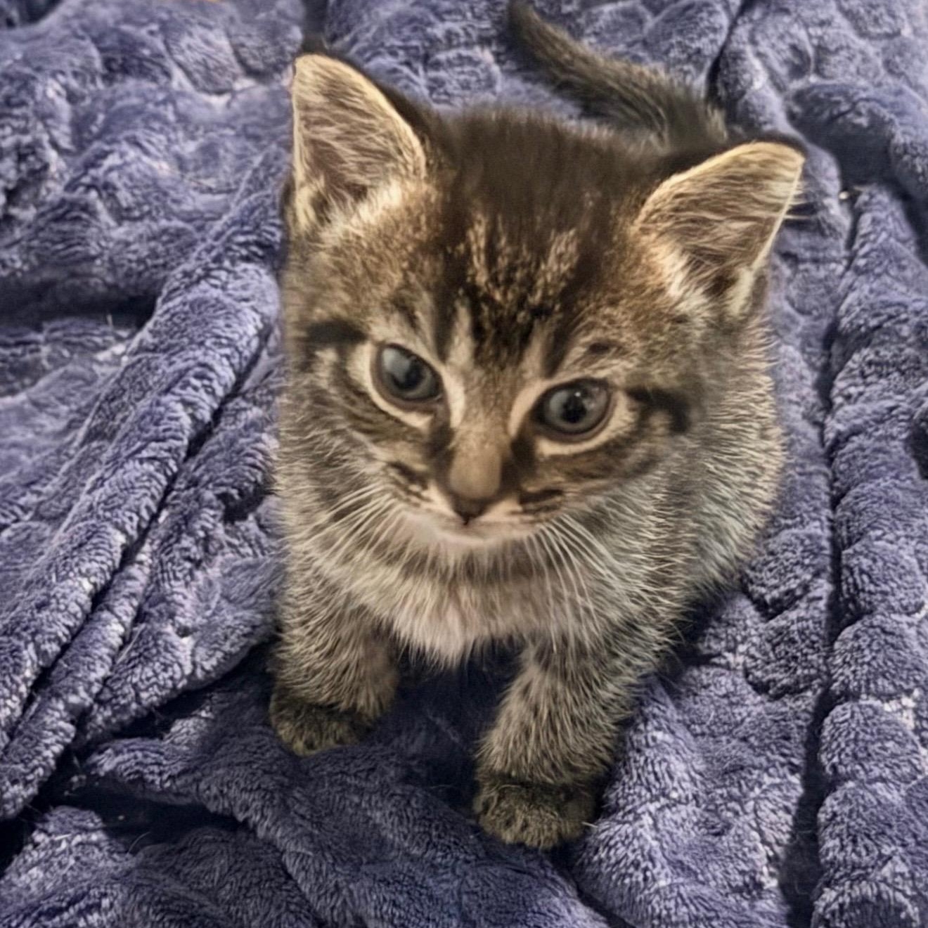 Enlarge West, a Adoptable Tabby in Johnson City, TN image 1/1