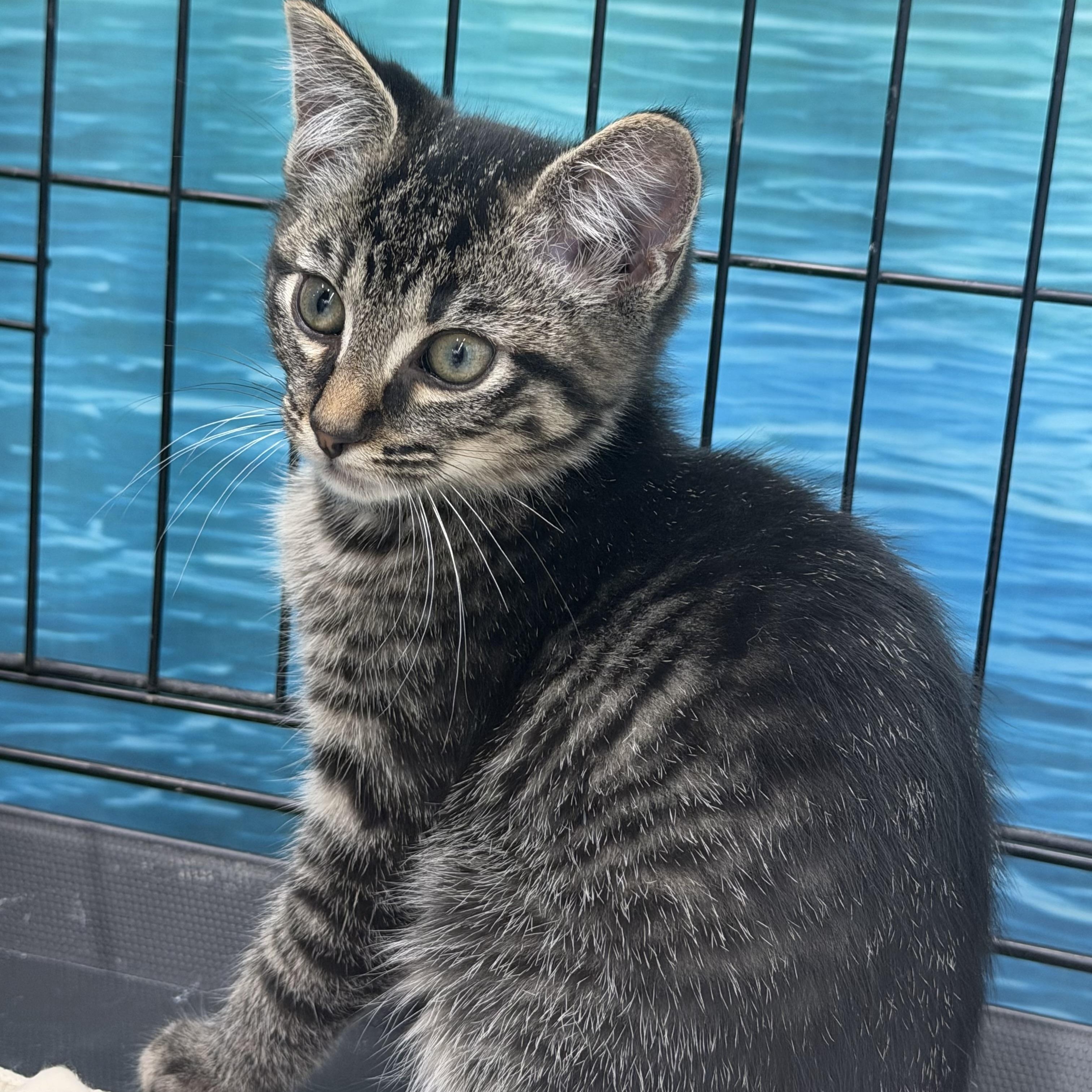 West, a Adoptable Tabby in Johnson City, TN image 2/4