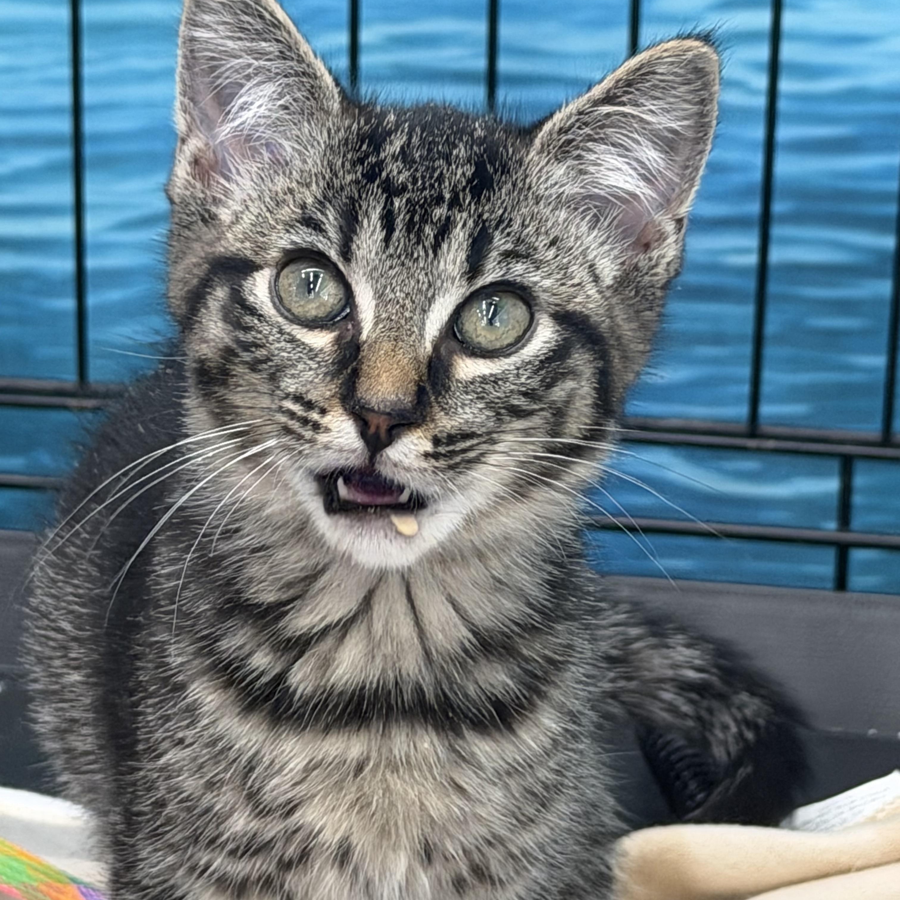 West, a Adoptable Tabby in Johnson City, TN image 3/4