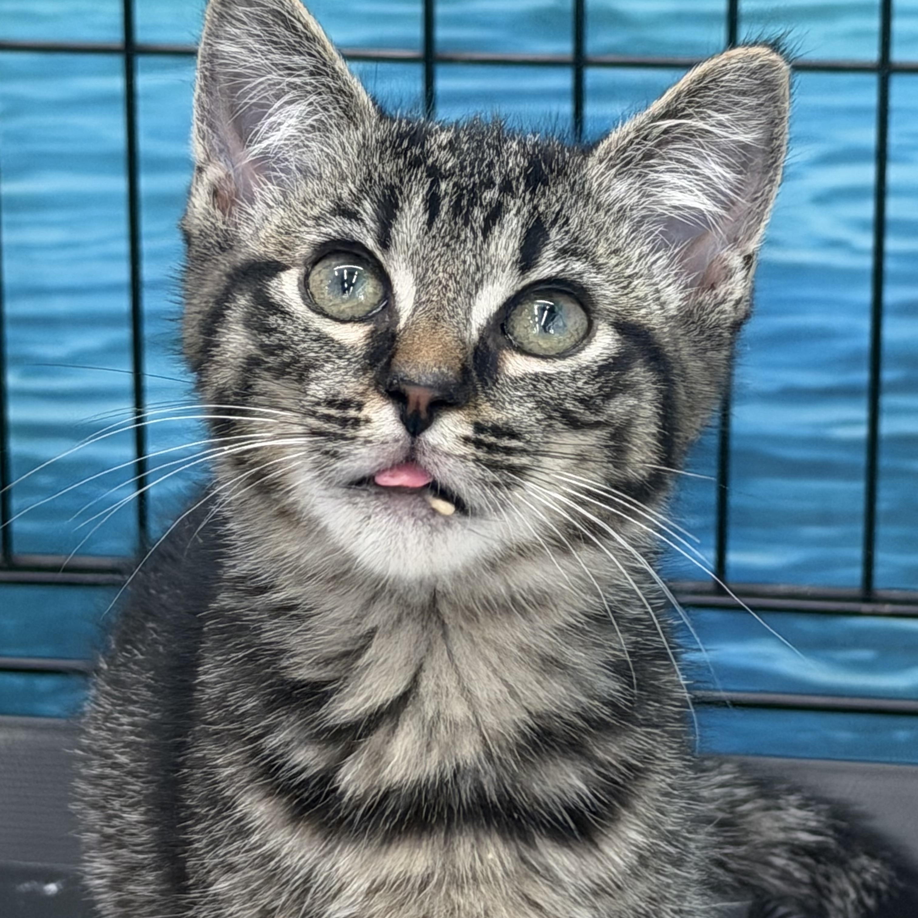 West, a Adoptable Tabby in Johnson City, TN image 1/4