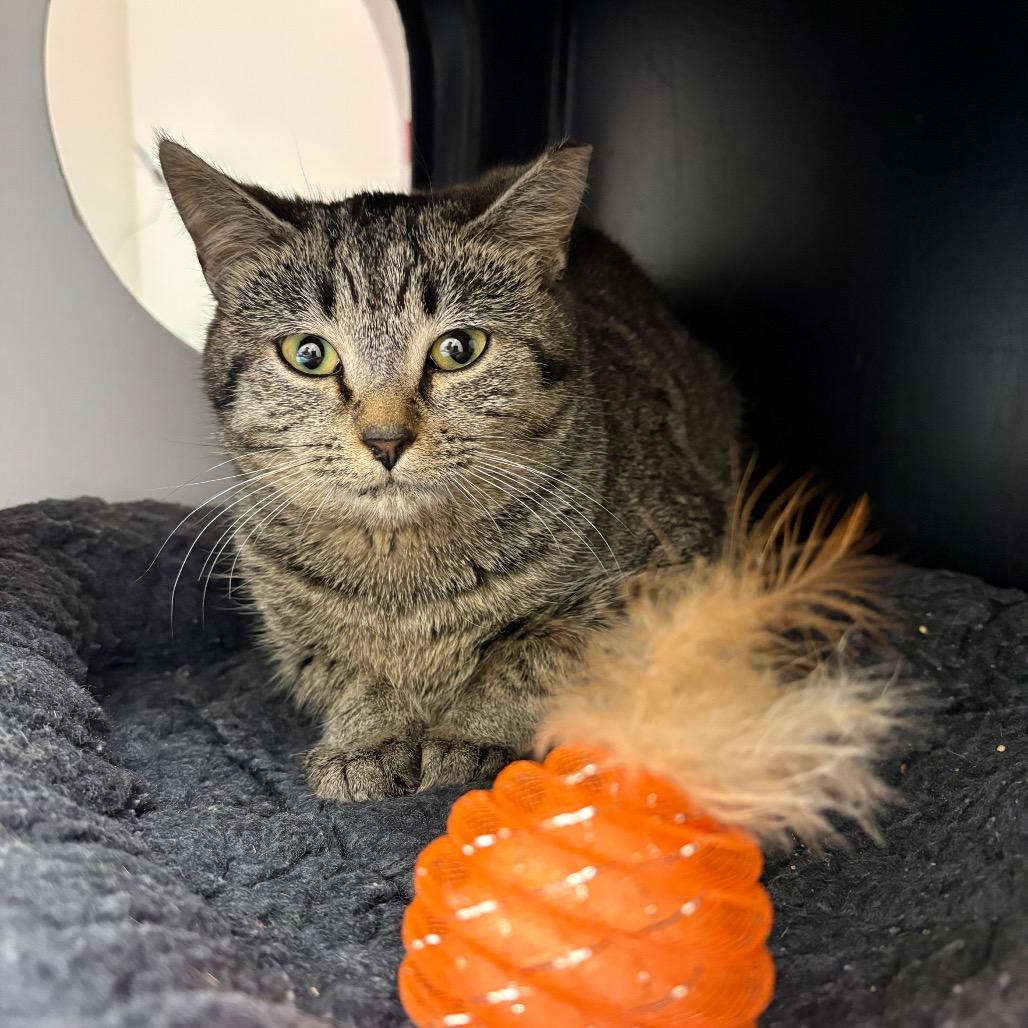 Unleaded, Adoptable, Young Female Domestic Short Hair.