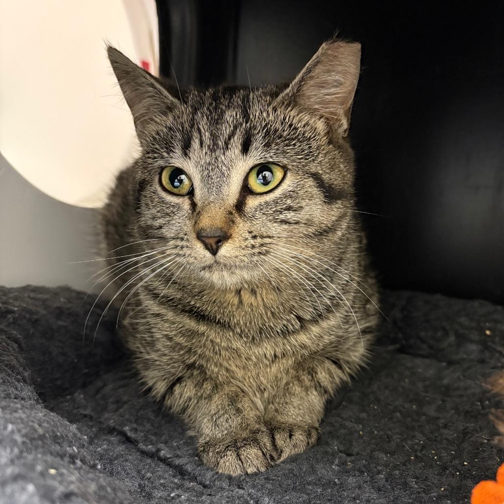 Enlarge Unleaded, a Adoptable Domestic Short Hair in Nashville, TN image 2/2