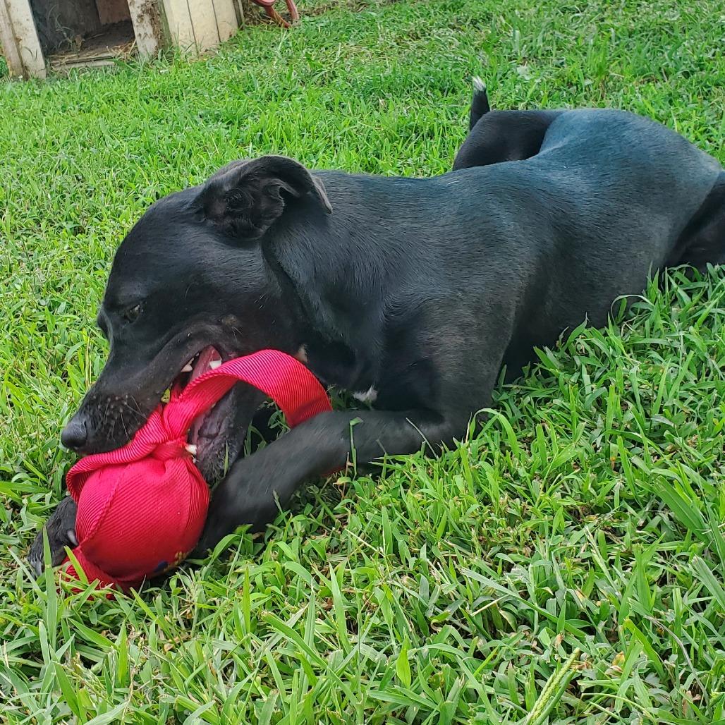 Bailey, Adoptable, Adult Female Mixed Breed.