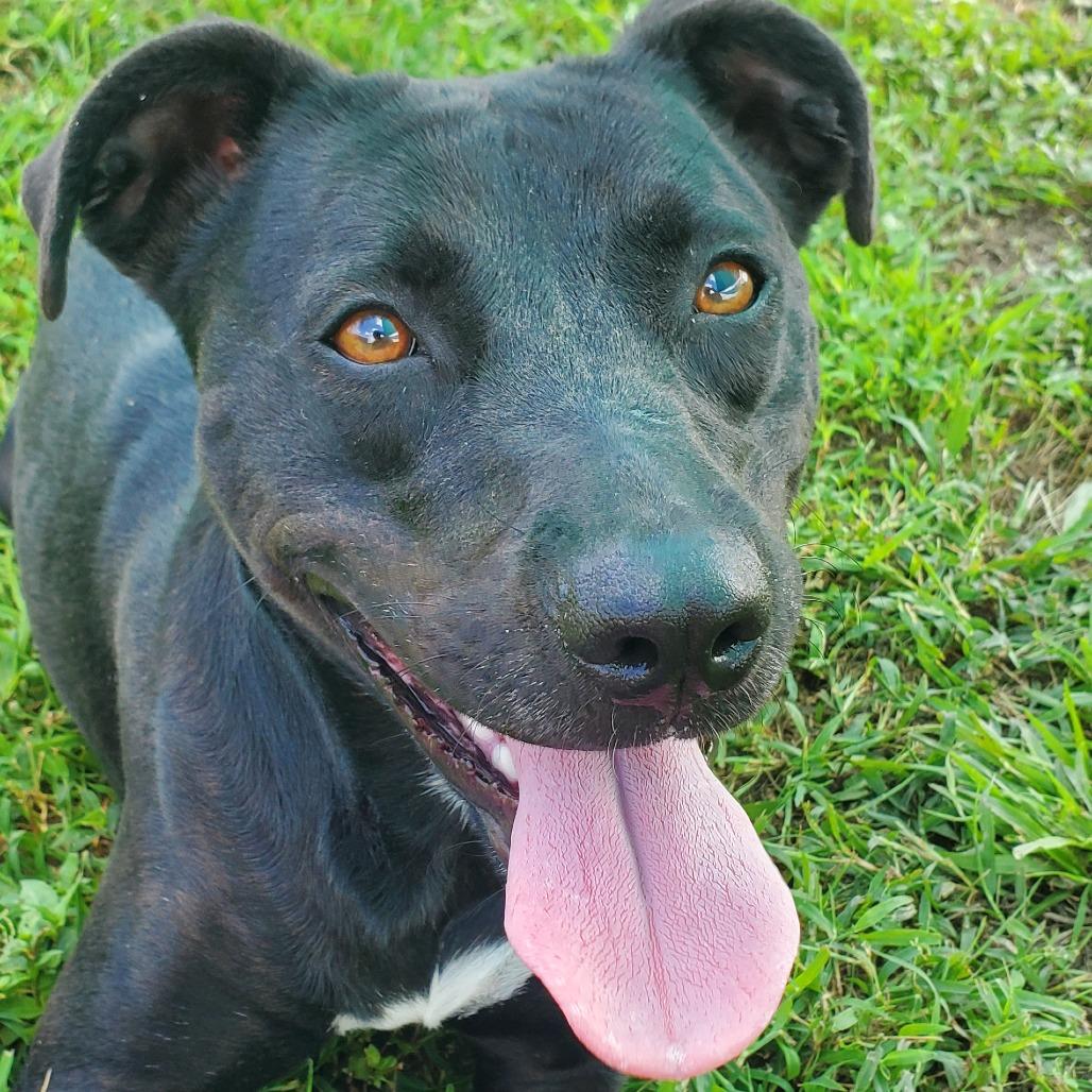 Enlarge Bailey, a Adoptable Mixed Breed in Smithville, TN image 2/5