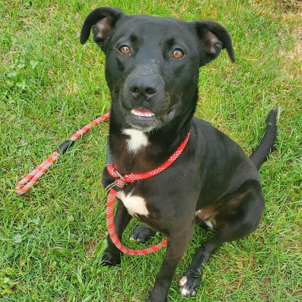 Enlarge Bailey, a Adoptable Mixed Breed in Smithville, TN image 3/5