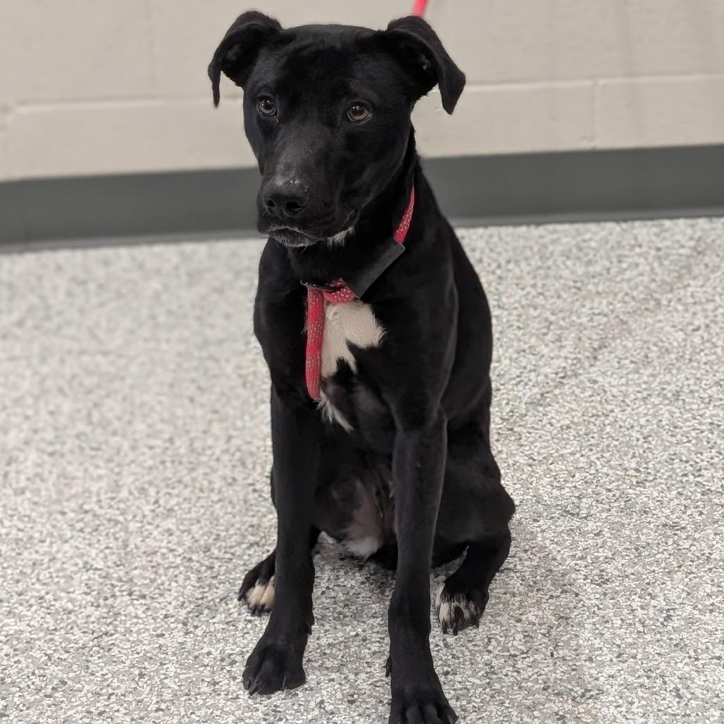 Enlarge Bailey, a Adoptable Mixed Breed in Smithville, TN image 4/5