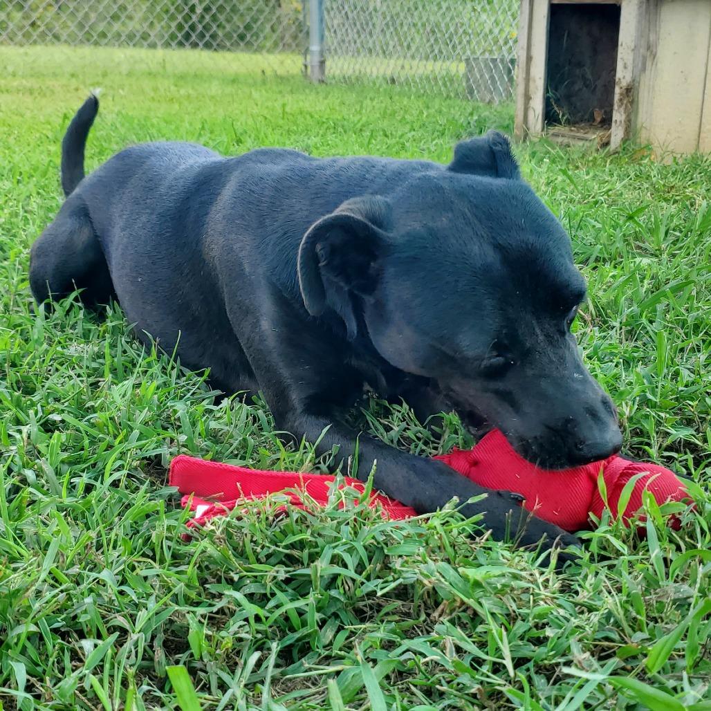 Enlarge Bailey, a Adoptable Mixed Breed in Smithville, TN image 5/5
