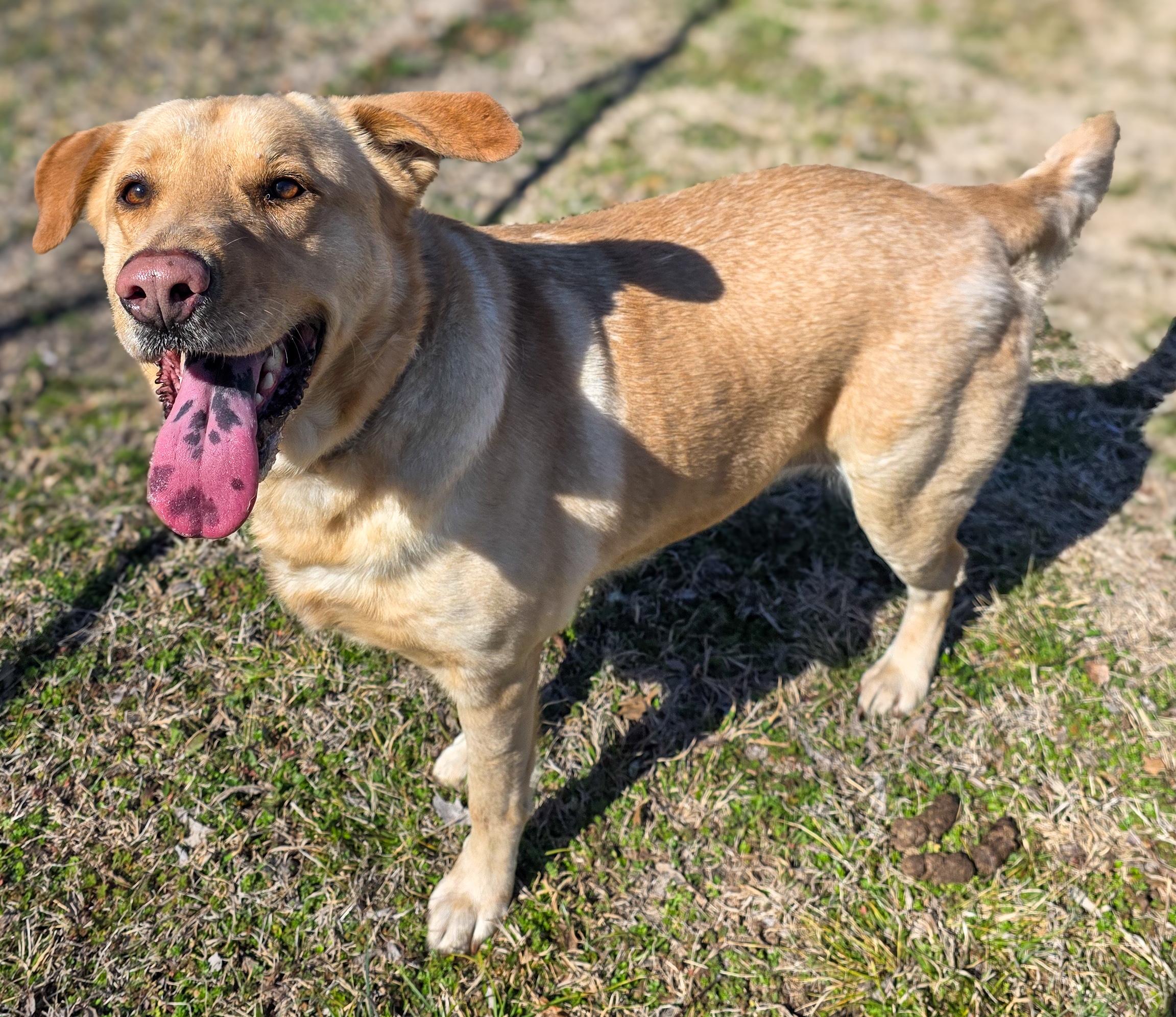Enlarge Ashton, a Adoptable Yellow Labrador Retriever in Fort Collins, CO image 3/6