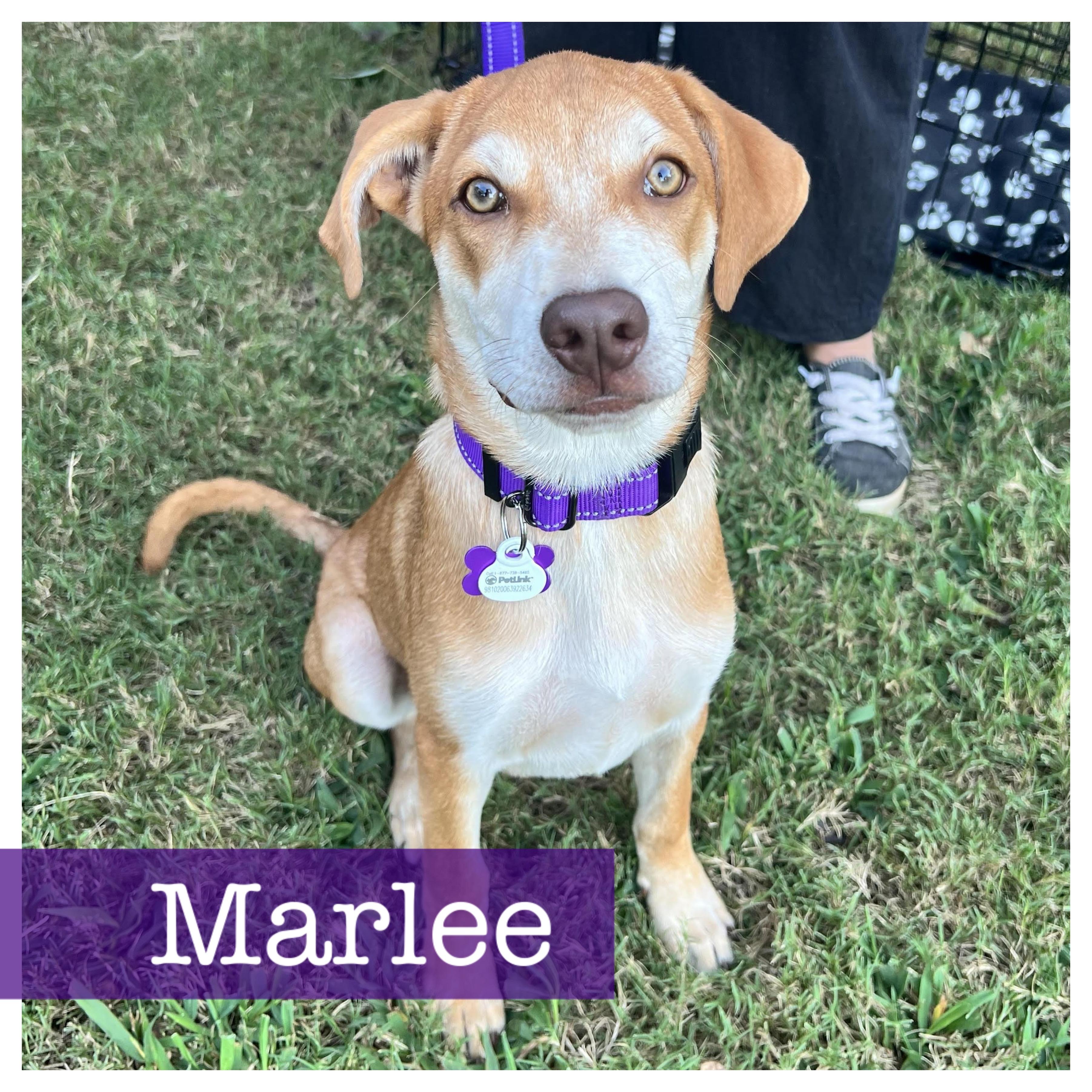 Marlee, Adopted, Puppy Female Vizsla & Weimaraner.