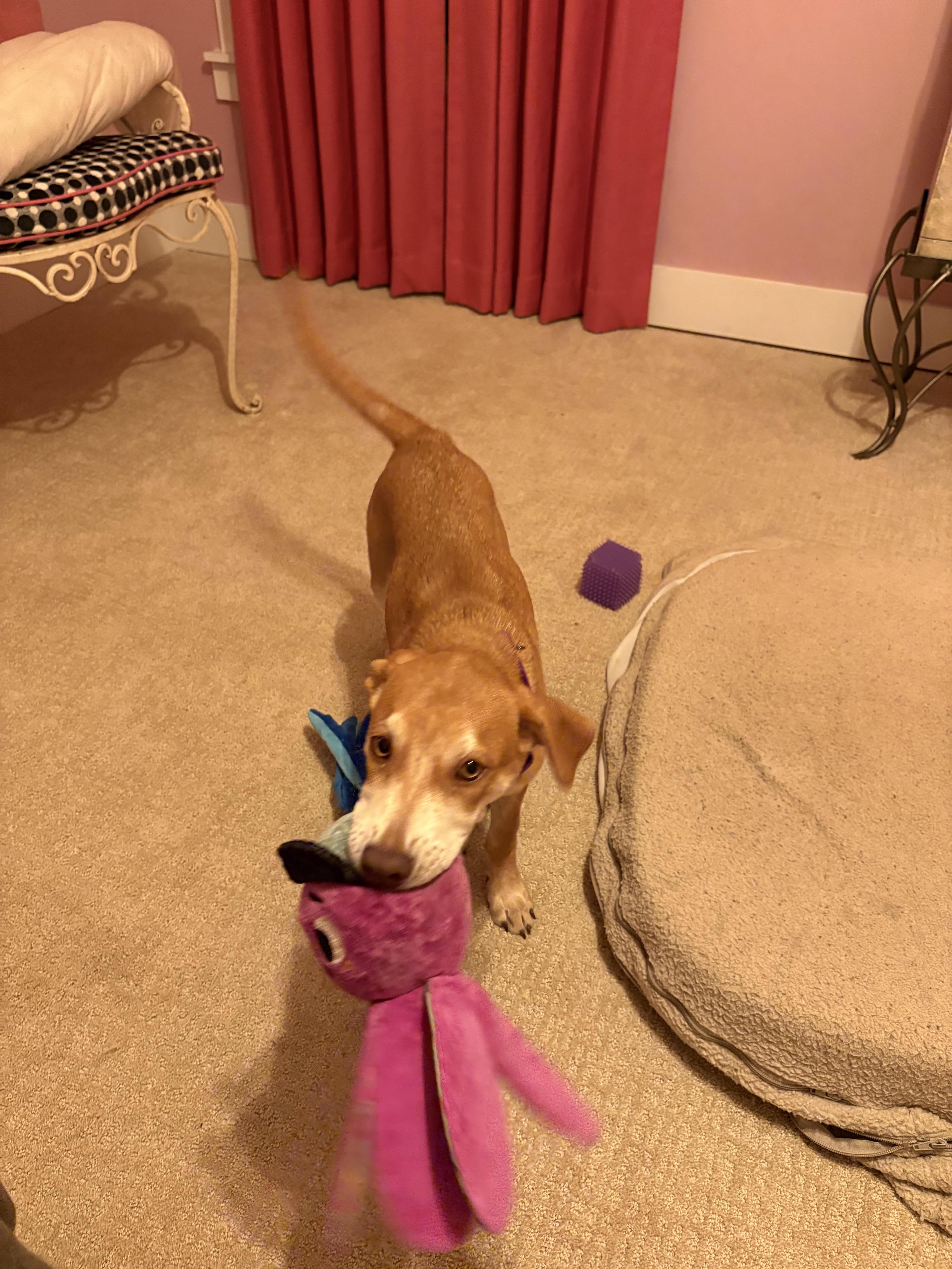 Enlarge Marlee, a Adopted mixed breed in Cumming, GA image 3/5