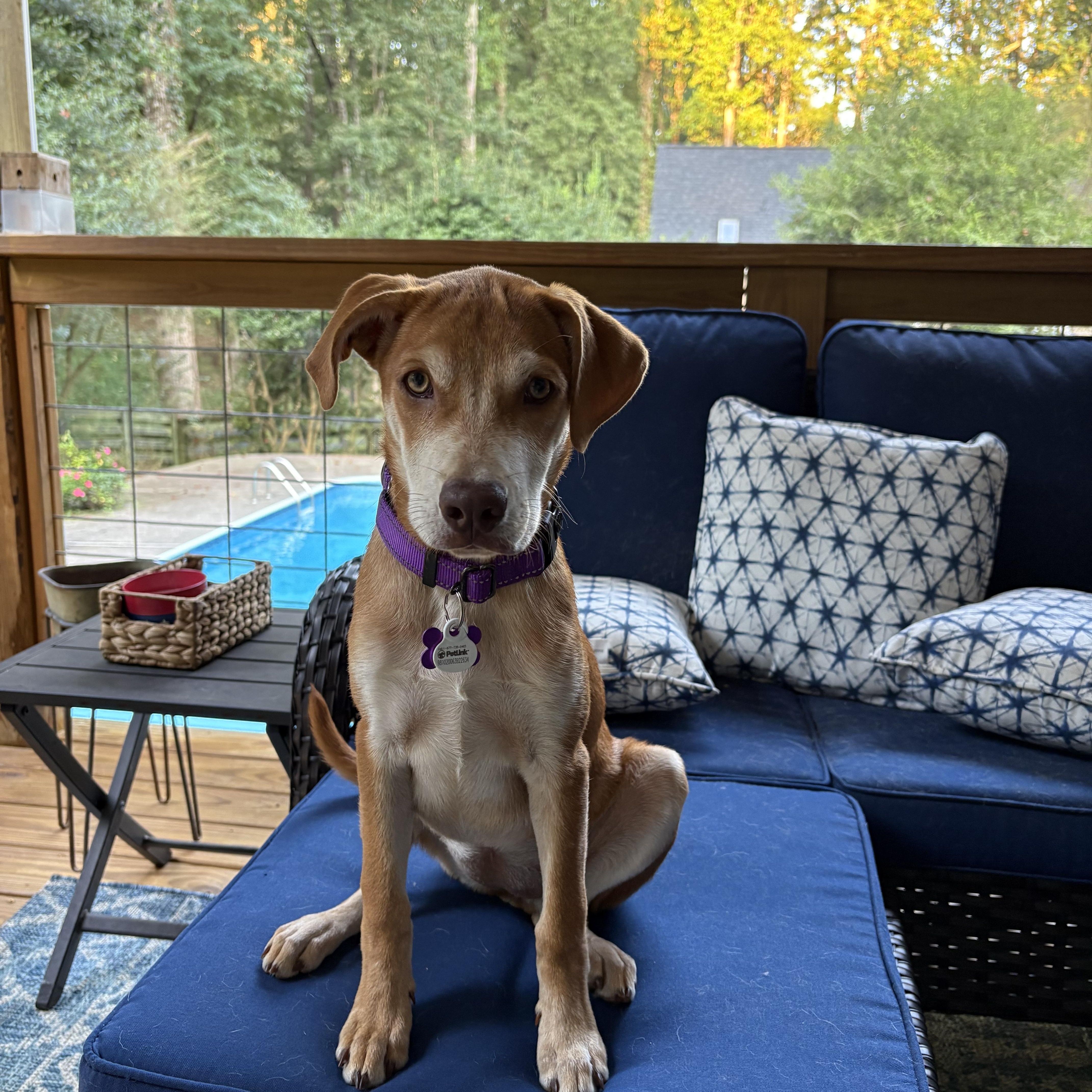 Enlarge Marlee, a Adopted mixed breed in Cumming, GA image 2/5