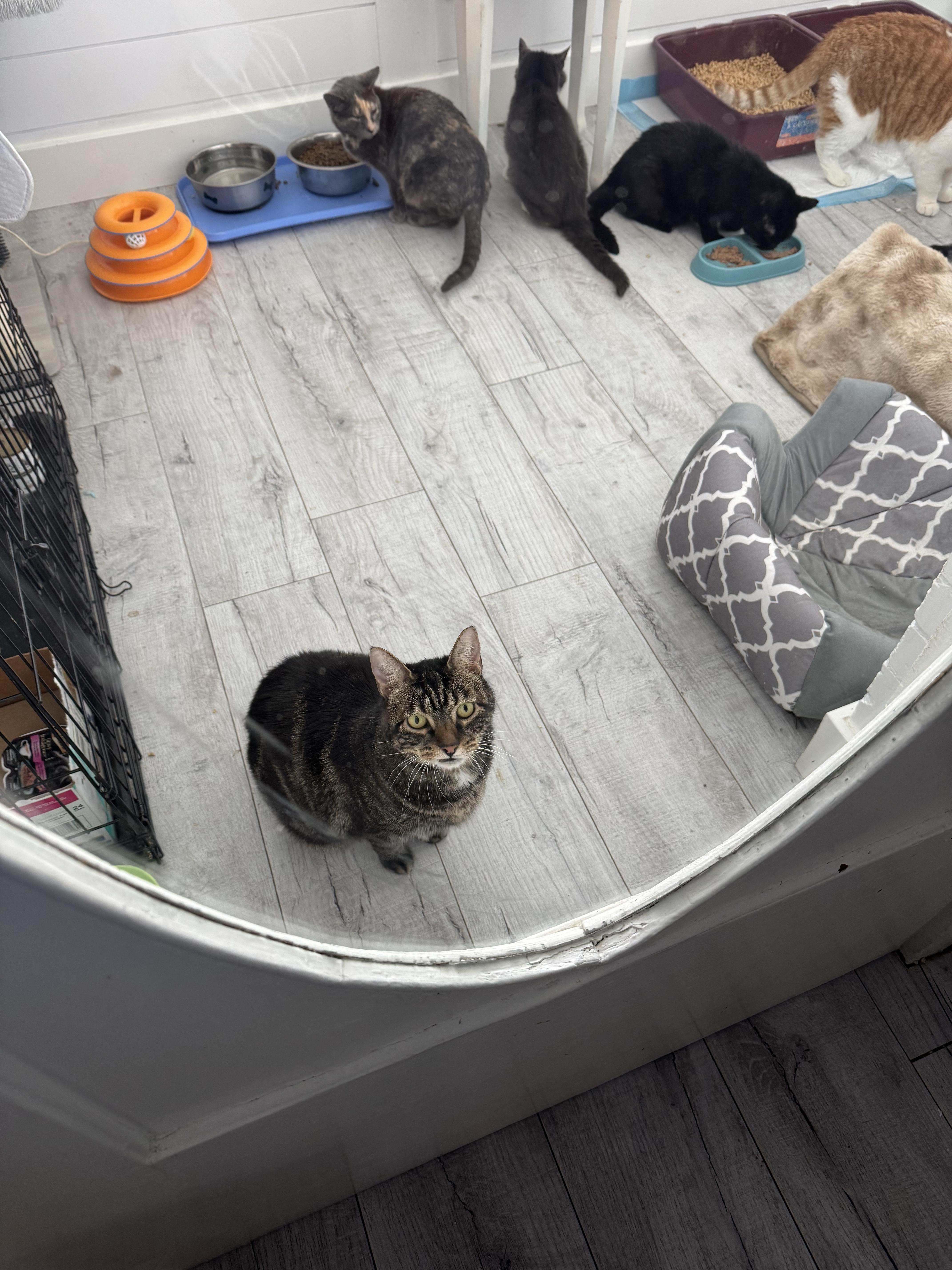 Enlarge Dots, a Adoptable mixed breed in Midvale, UT image 4/5