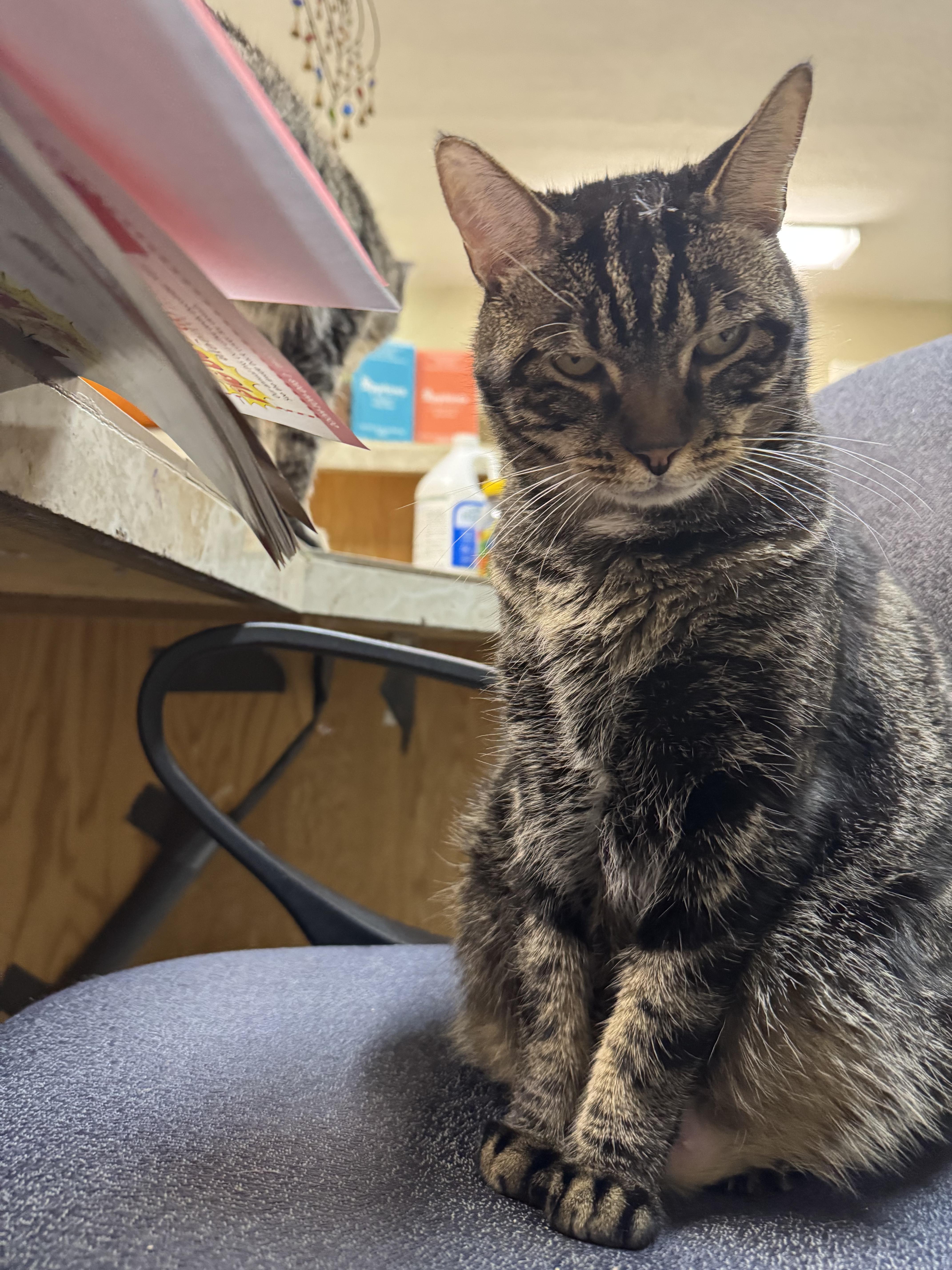 Enlarge Dots, a Adoptable mixed breed in Midvale, UT image 5/5