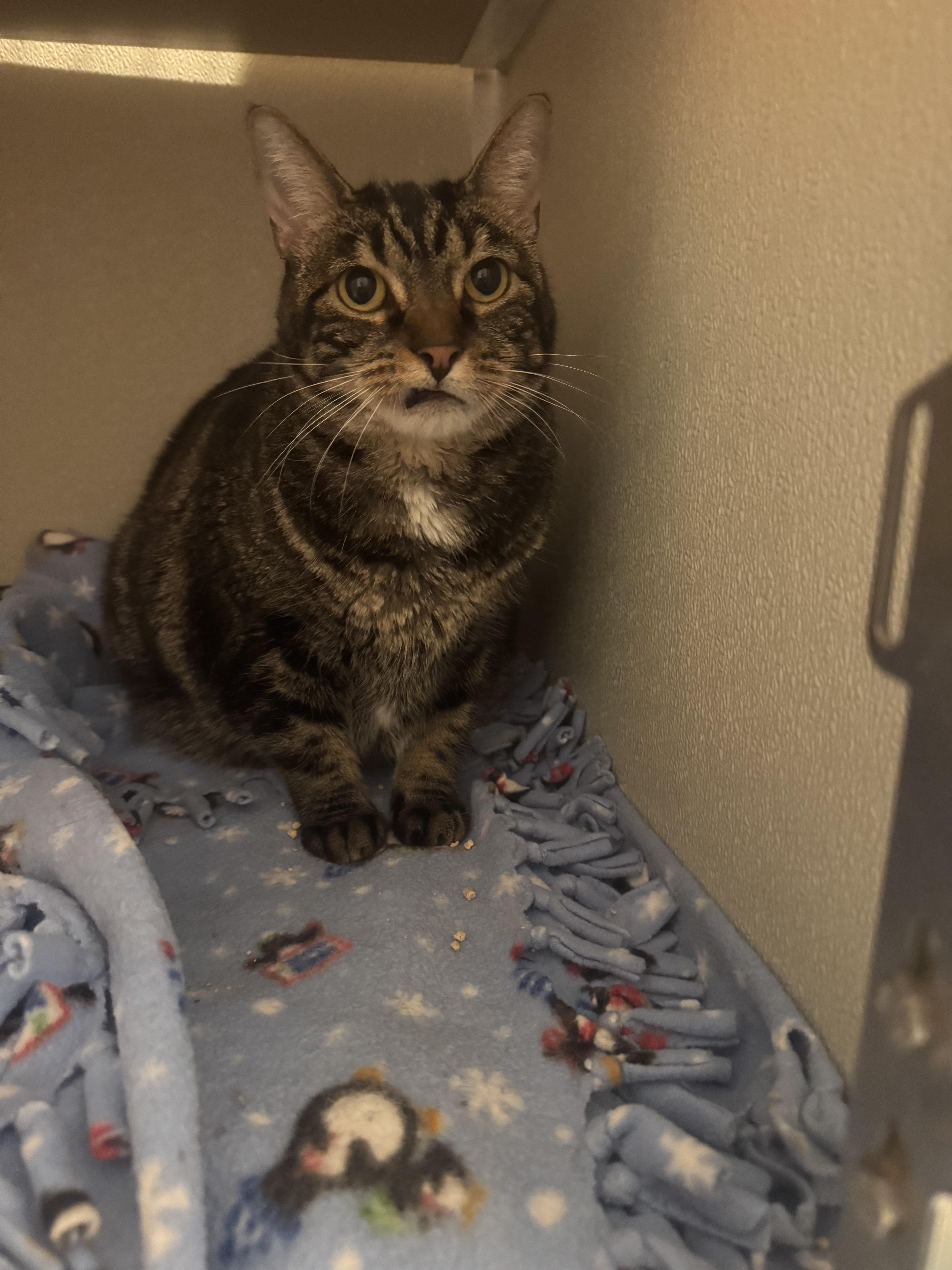 Enlarge Dots, a Adoptable mixed breed in Midvale, UT image 2/5