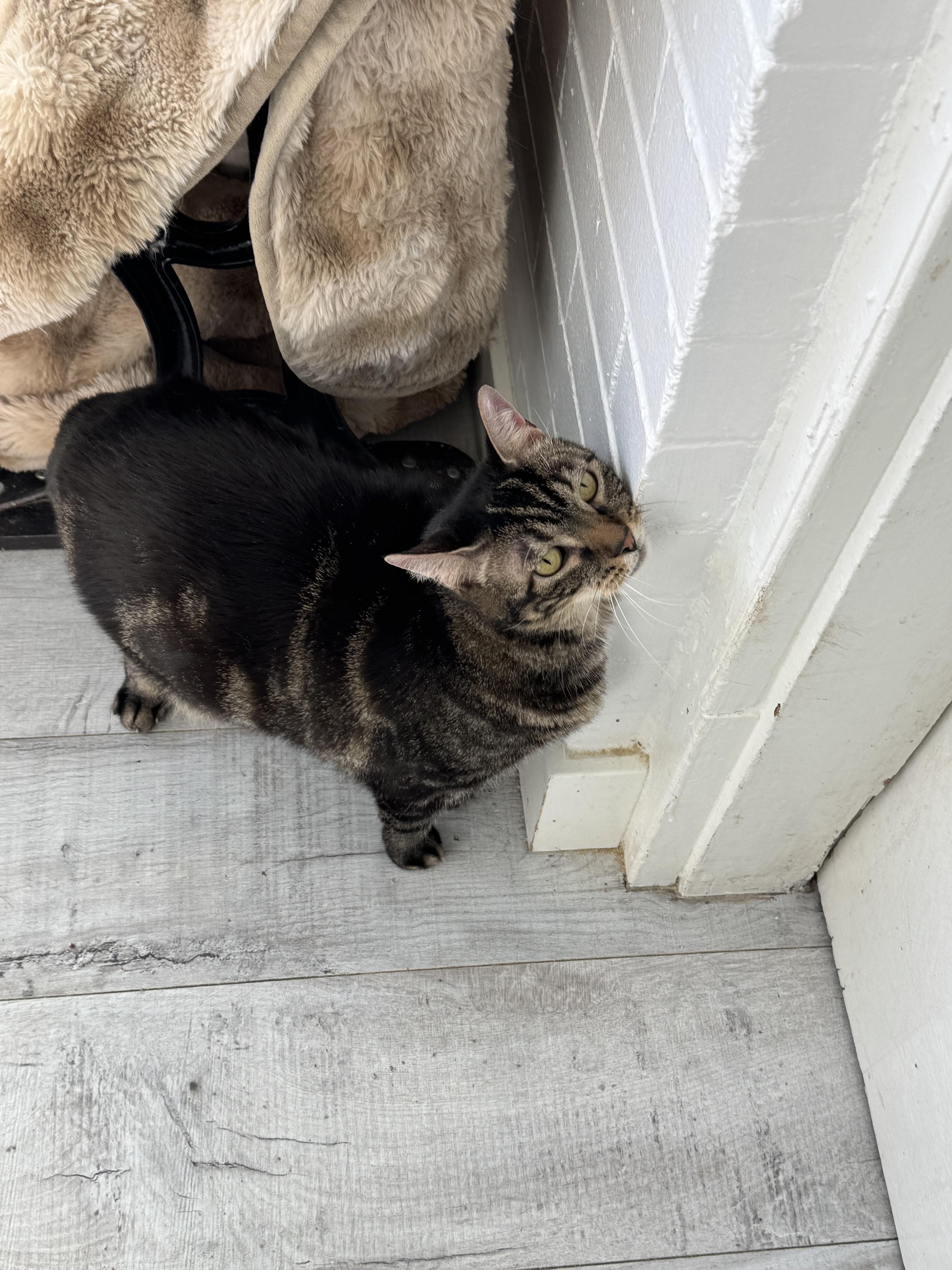 Enlarge Dots, a Adoptable mixed breed in Midvale, UT image 3/5