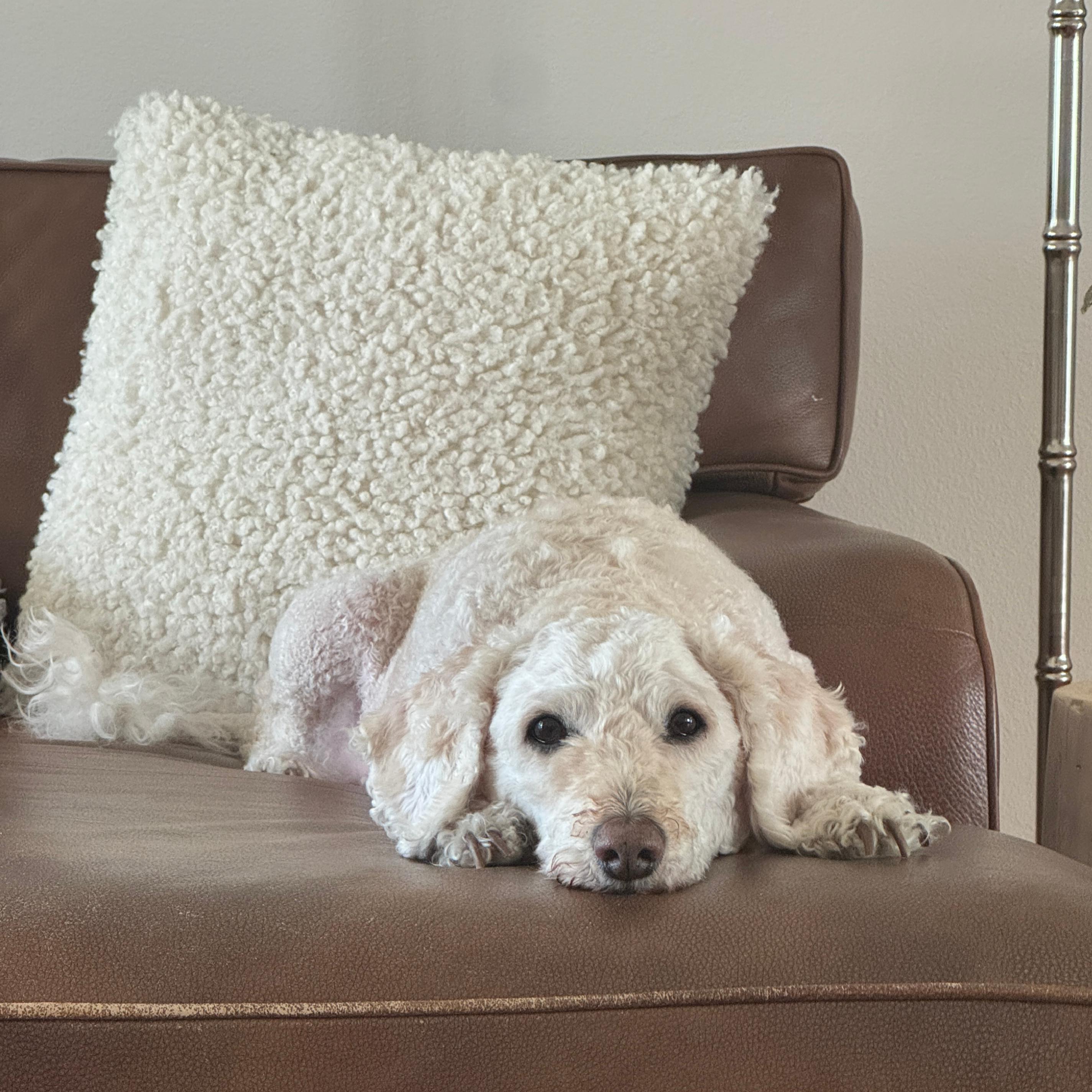 Sidney, ADOPTABLE, Adult Female Poodle.