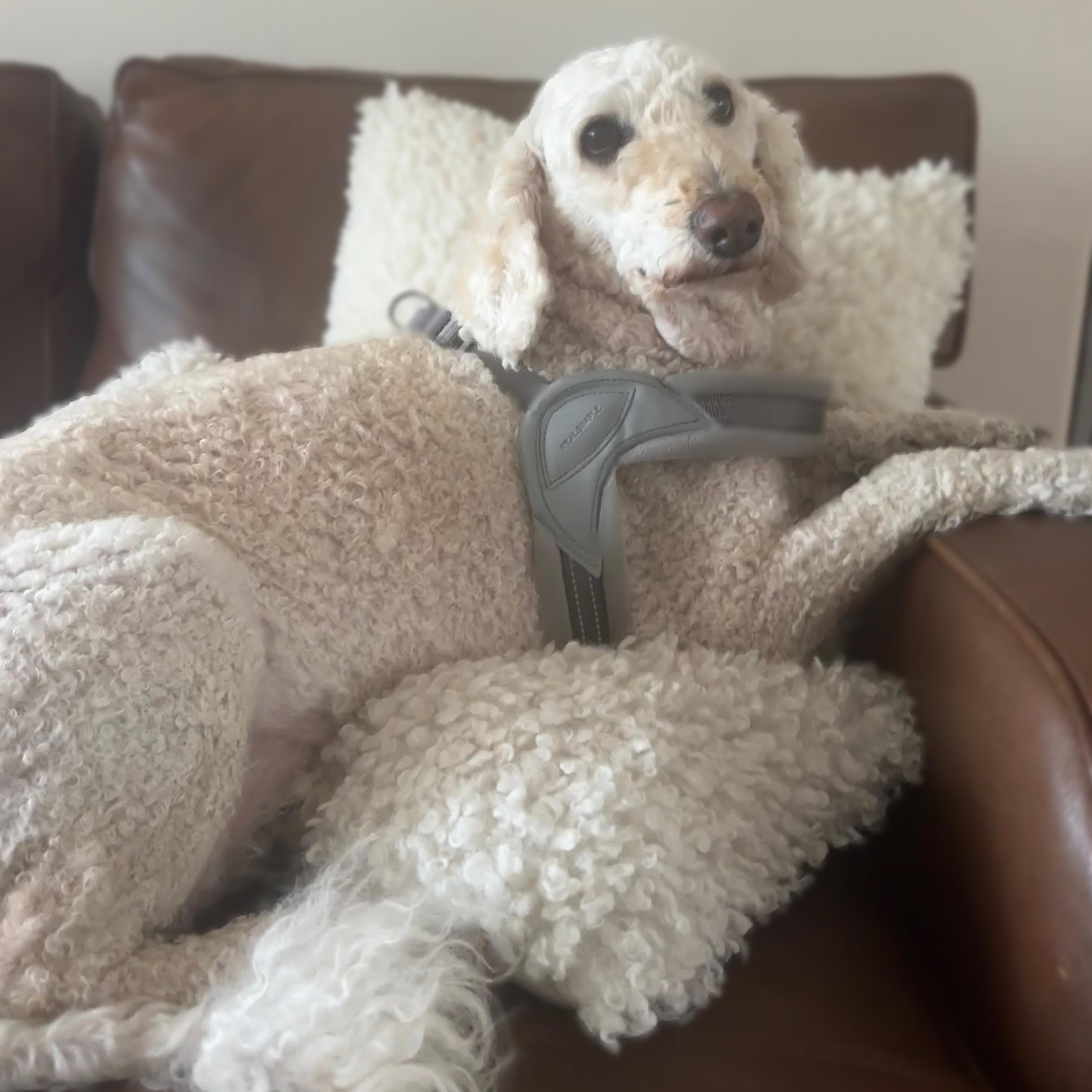 Enlarge Sidney, a ADOPTABLE mixed breed in Eustis, FL image 3/3