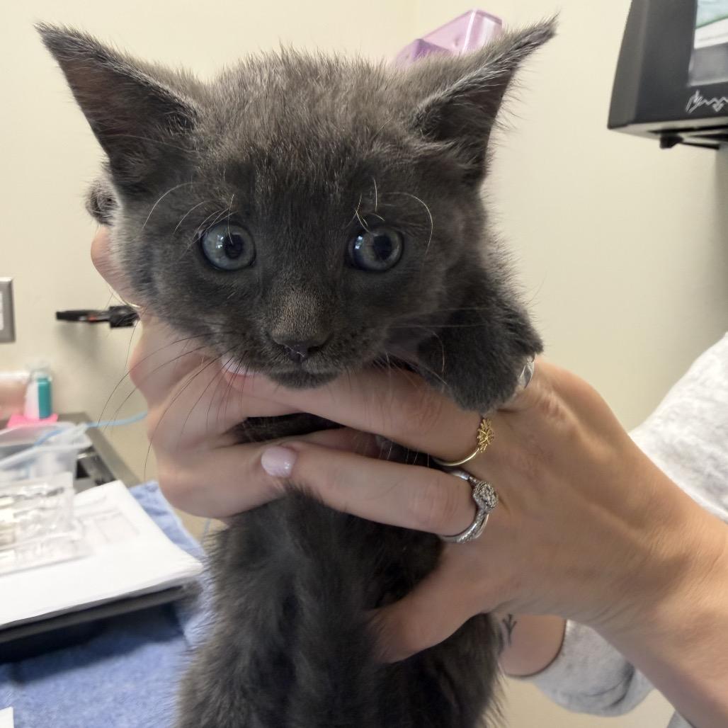 Garth Purrks, Adoptable, Kitten Male Domestic Medium Hair.