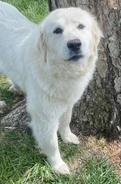 Annie, ADOPTABLE, Young Female Great Pyrenees.
