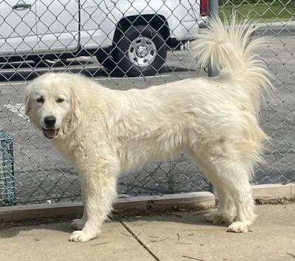 Enlarge Annie, a ADOPTABLE Great Pyrenees in Glasgow, KY image 2/2