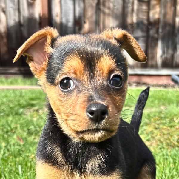 Enlarge Pipit, a Adoptable mixed breed in Walnut Creek, CA image 1/6
