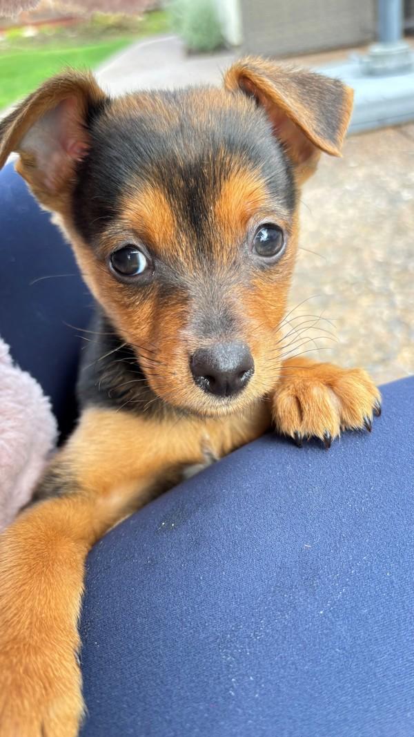 Enlarge Pipit, a Adoptable mixed breed in Walnut Creek, CA image 3/6