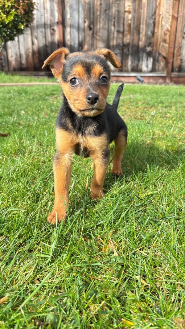 Enlarge Pipit, a Adoptable mixed breed in Walnut Creek, CA image 6/6