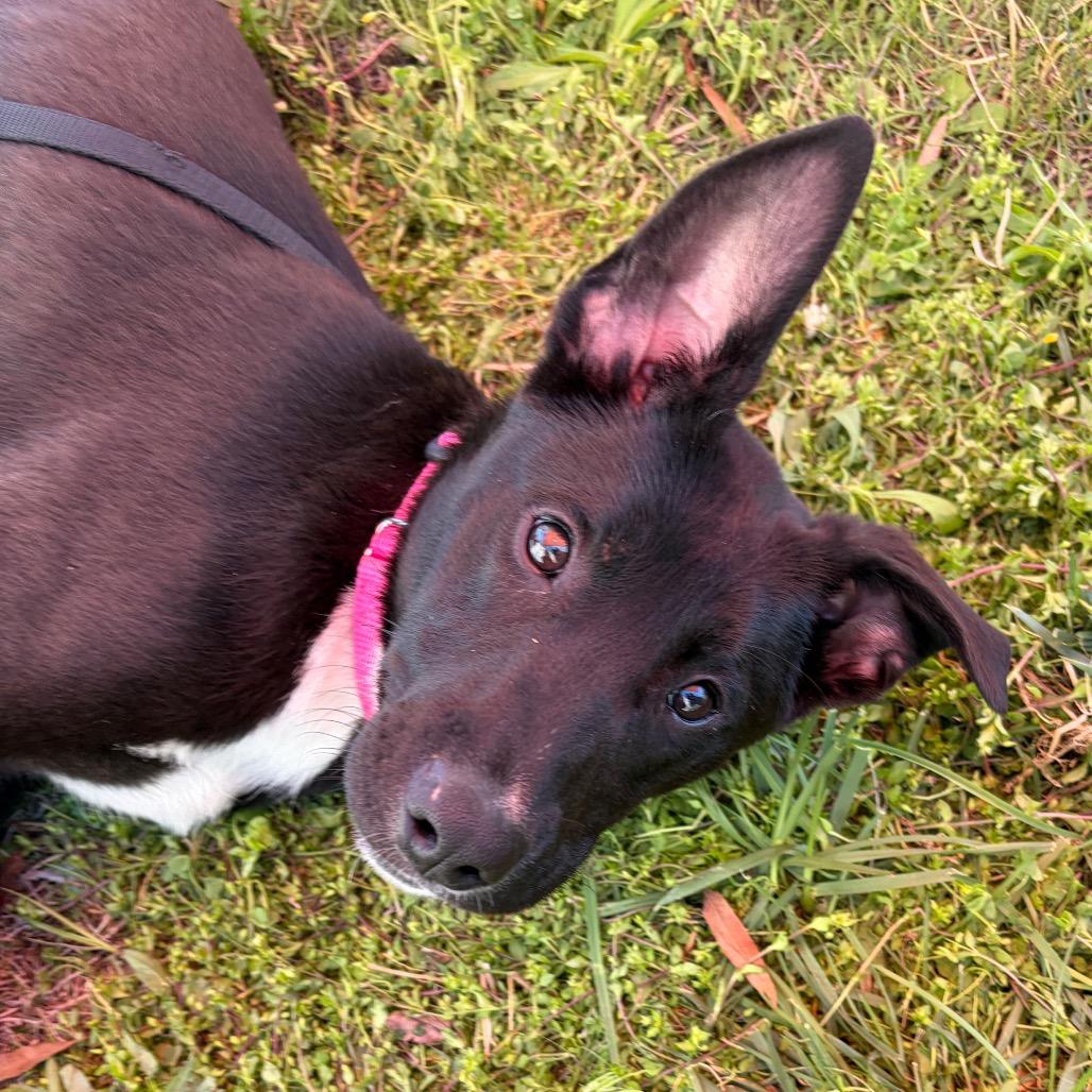 Enlarge Cookie, a Adoptable mixed breed in Nashville, TN image 1/2
