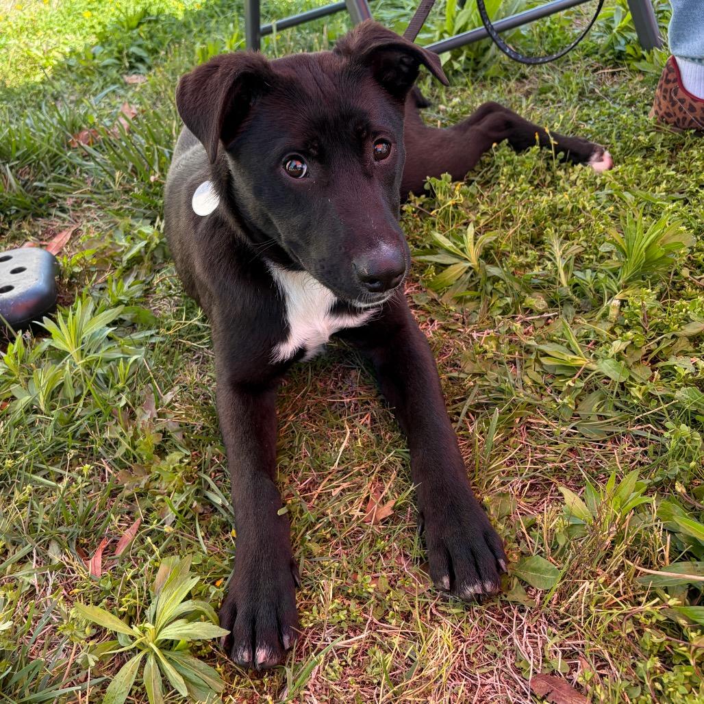 Enlarge Cookie, a Adoptable mixed breed in Nashville, TN image 2/2