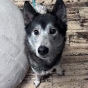 ZZ - Classified Ad - Nubia (Courtesy Listing - Not affiliated with Planned Pethood), Adoptable, Adult Female Husky & German Shepherd Dog.