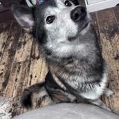 ZZ - Classified Ad - Nubia (Courtesy Listing - Not affiliated with Planned Pethood), a Adoptable mixed breed in Toledo, OH image 2/2