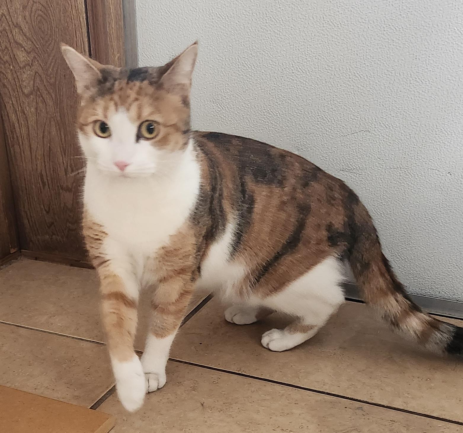 Enlarge Marita, a ADOPTABLE Calico in Linden, NJ image 6/6
