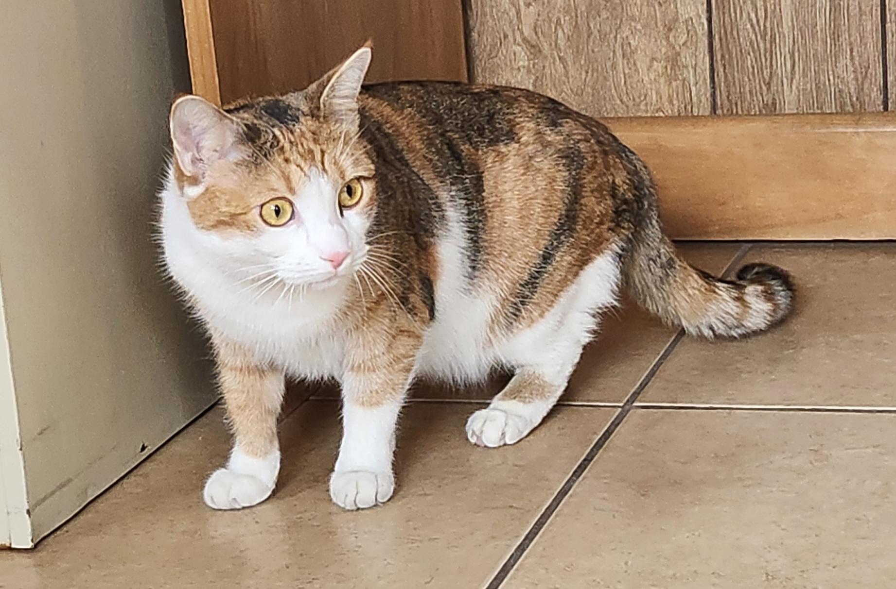 Enlarge Marita, a ADOPTABLE Calico in Linden, NJ image 2/6