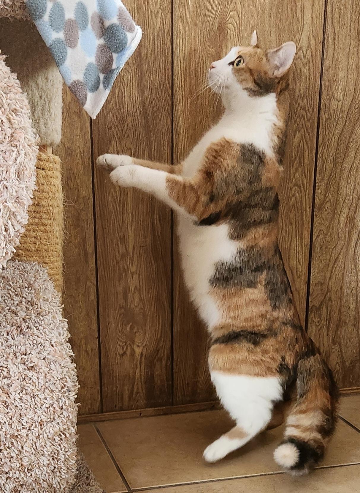 Enlarge Marita, a ADOPTABLE Calico in Linden, NJ image 4/6