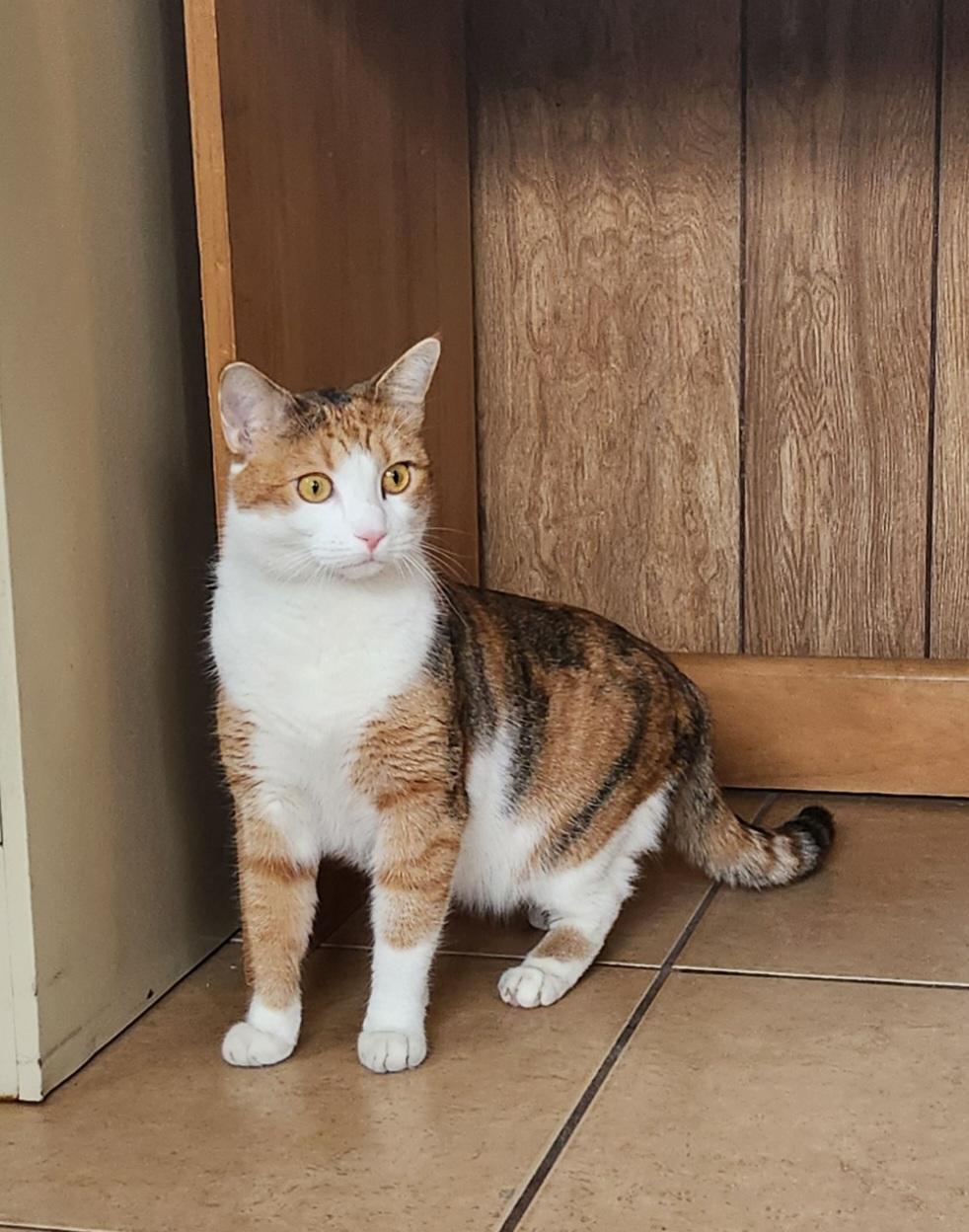 Enlarge Marita, a ADOPTABLE Calico in Linden, NJ image 3/6