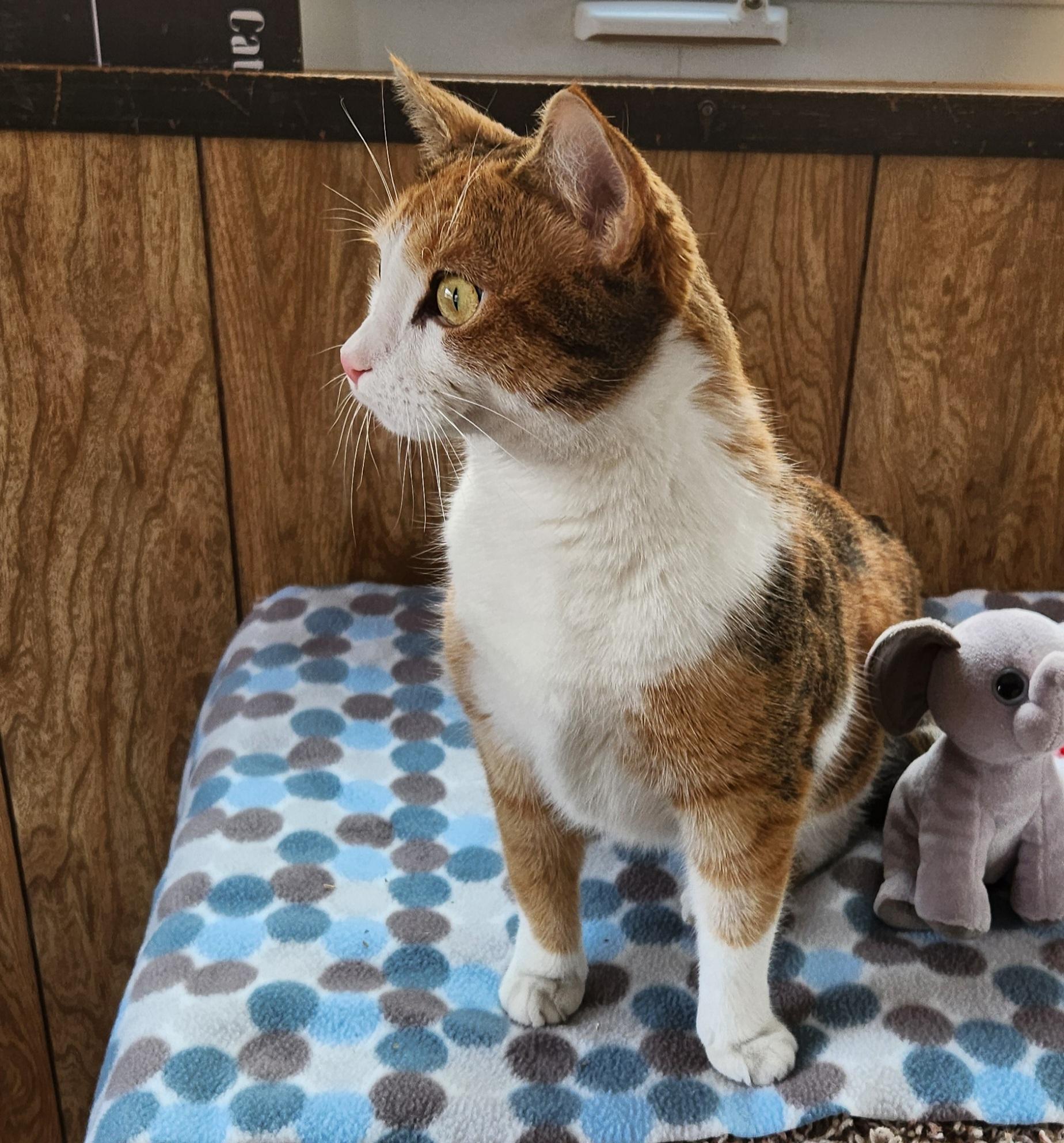 Enlarge Marita, a ADOPTABLE Calico in Linden, NJ image 5/6
