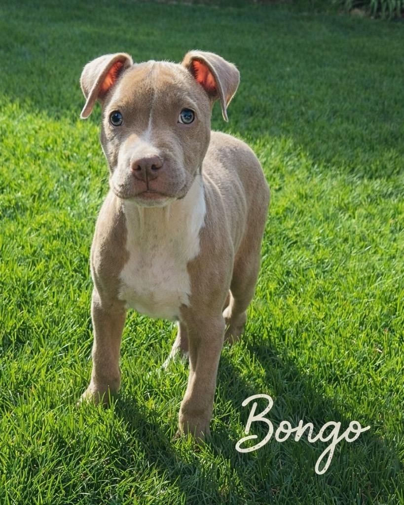 Enlarge Bongo, a Adoptable mixed breed in Reno, NV image 5/6