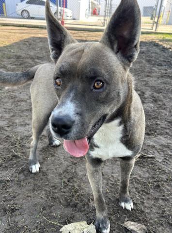 Enlarge Saturn -- LONGTIME RESIDENT!!, a Adoptable mixed breed in Thousand Oaks, CA image 2/2