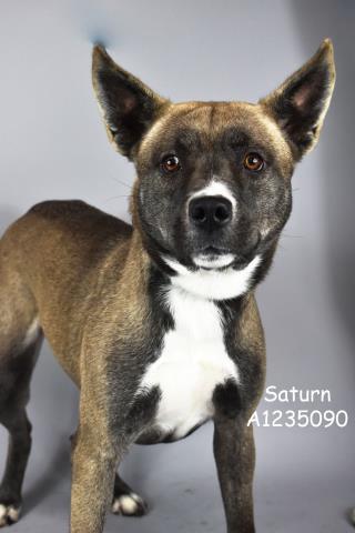 Enlarge Saturn -- LONGTIME RESIDENT!!, a Adoptable mixed breed in Thousand Oaks, CA image 1/2