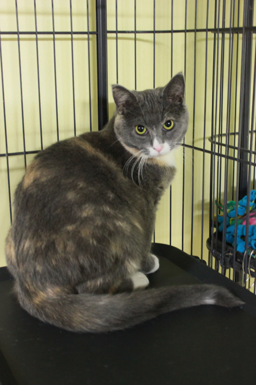 Rin, a Adoptable Calico in New Richmond, WI image 1/4