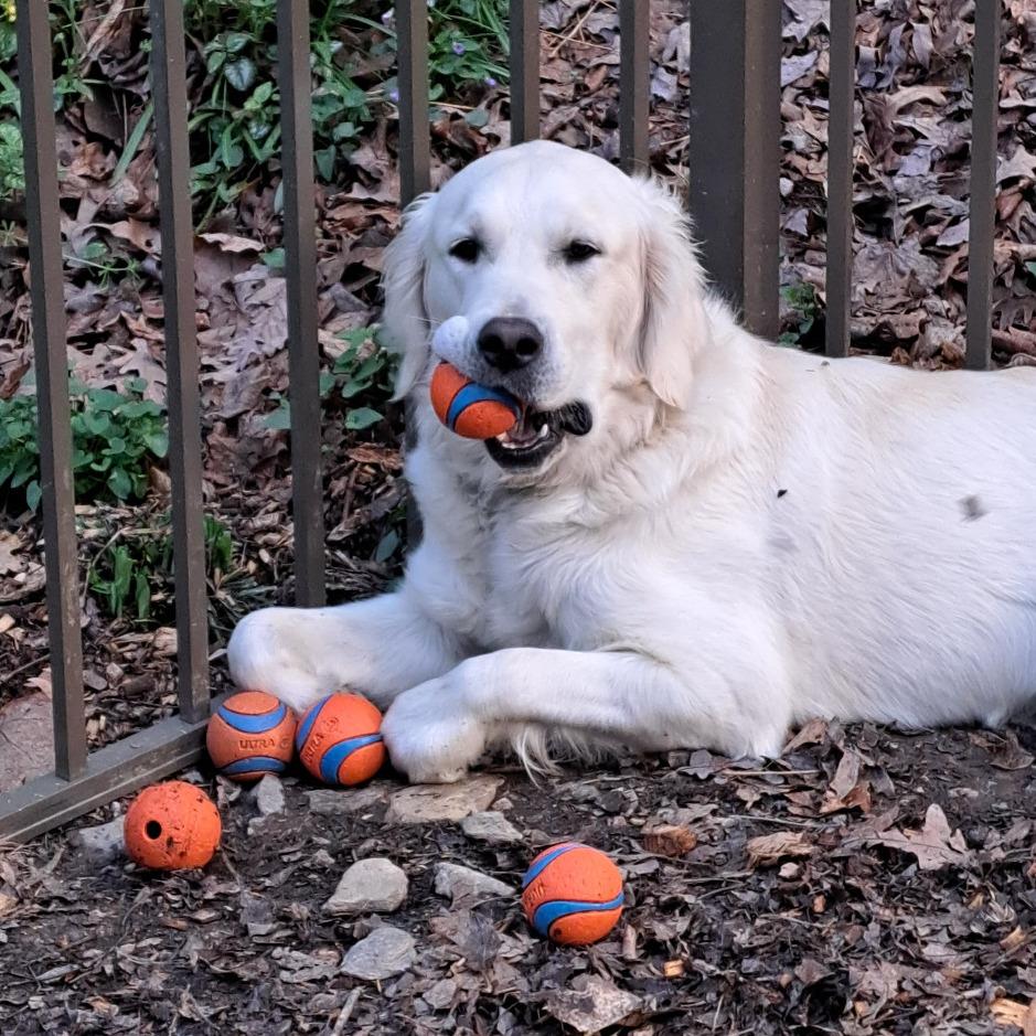 Enlarge Campbell (Cammie), a Adoptable Golden Retriever in Sinking Spring, PA image 2/6