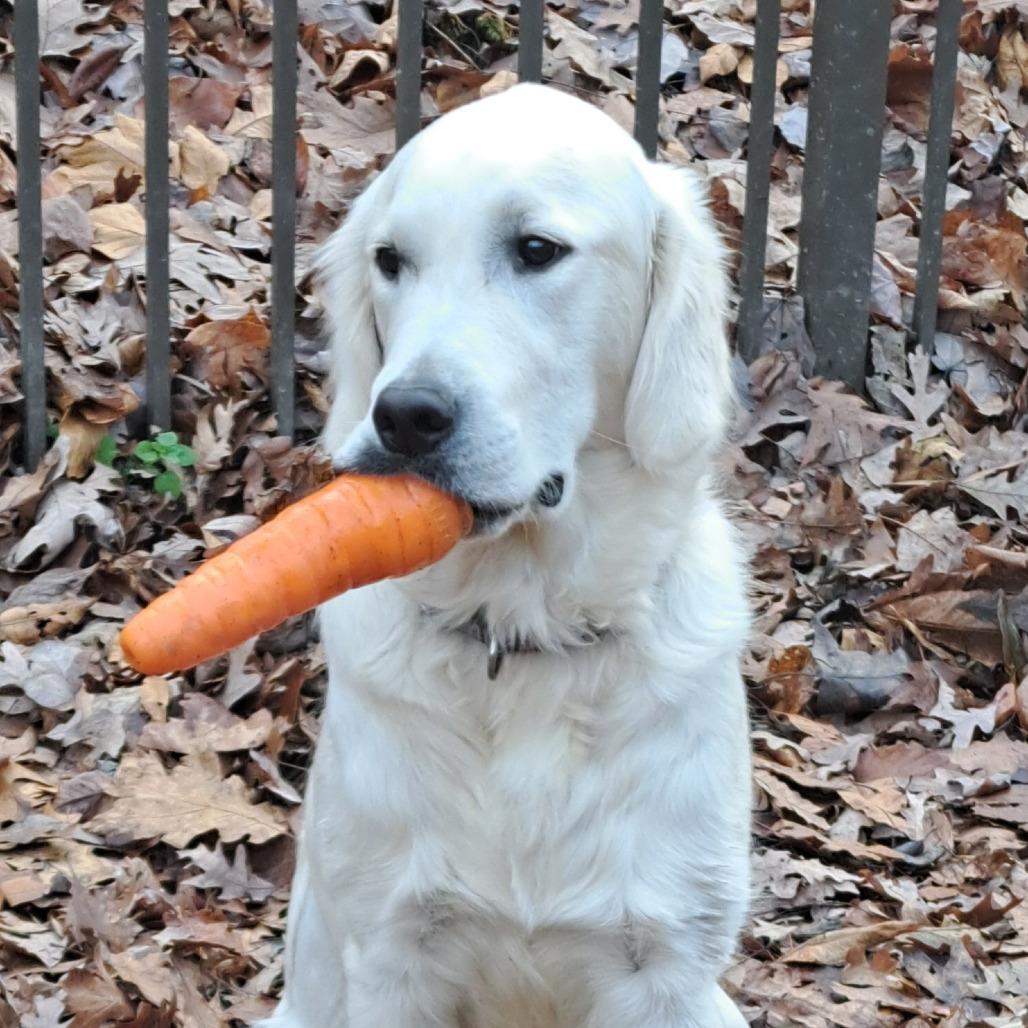 Enlarge Campbell (Cammie), a Adoptable Golden Retriever in Sinking Spring, PA image 3/6