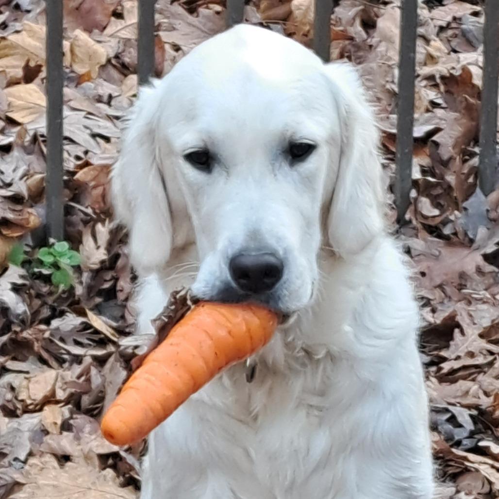 Enlarge Campbell (Cammie), a Adoptable Golden Retriever in Sinking Spring, PA image 4/6