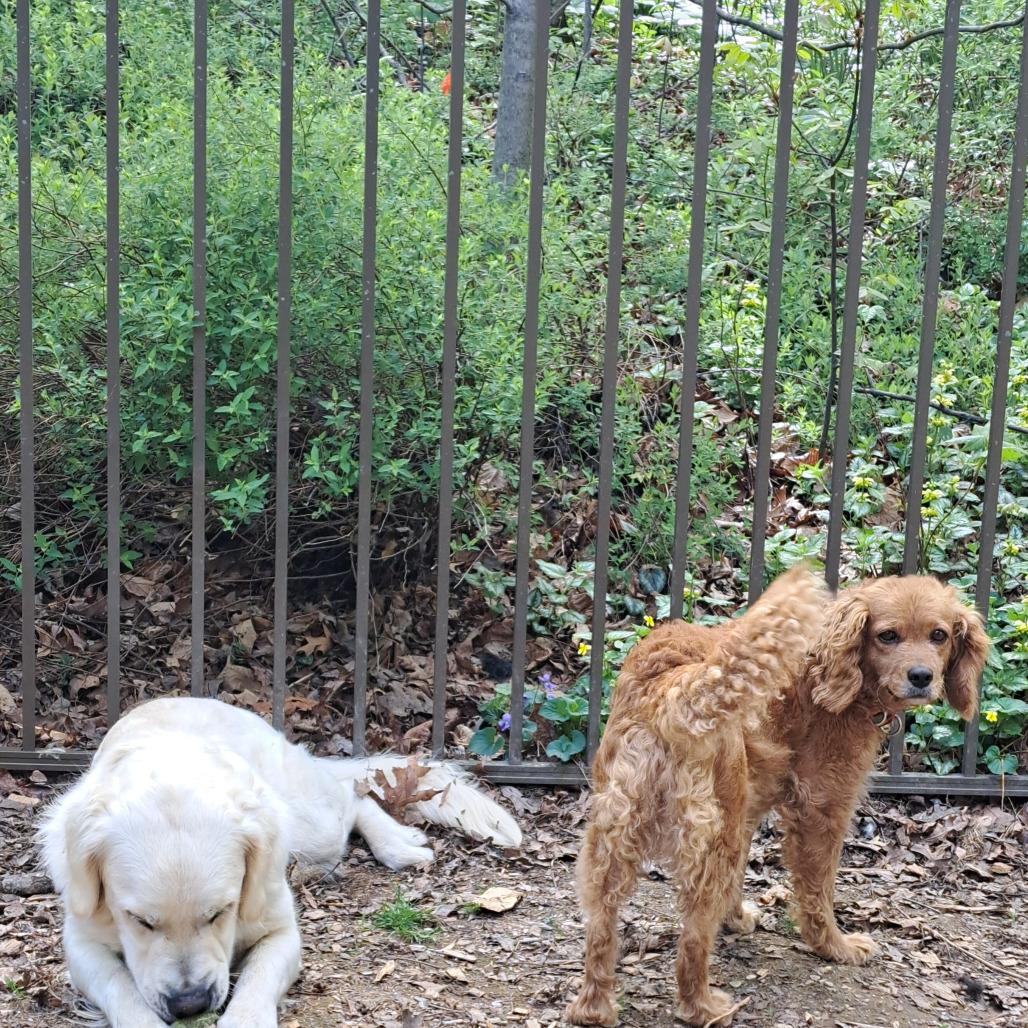 Enlarge Campbell (Cammie), a Adoptable Golden Retriever in Sinking Spring, PA image 5/6