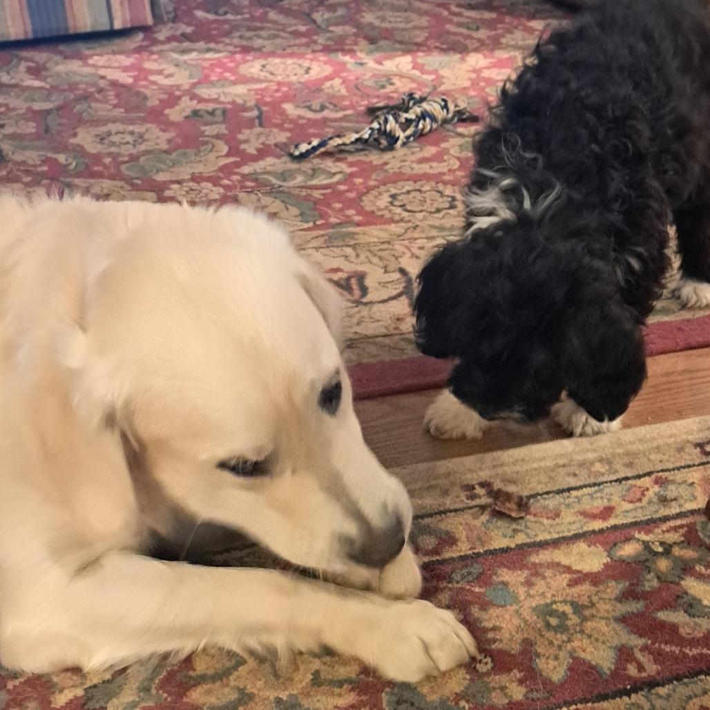 Enlarge Campbell (Cammie), a Adoptable Golden Retriever in Sinking Spring, PA image 6/6