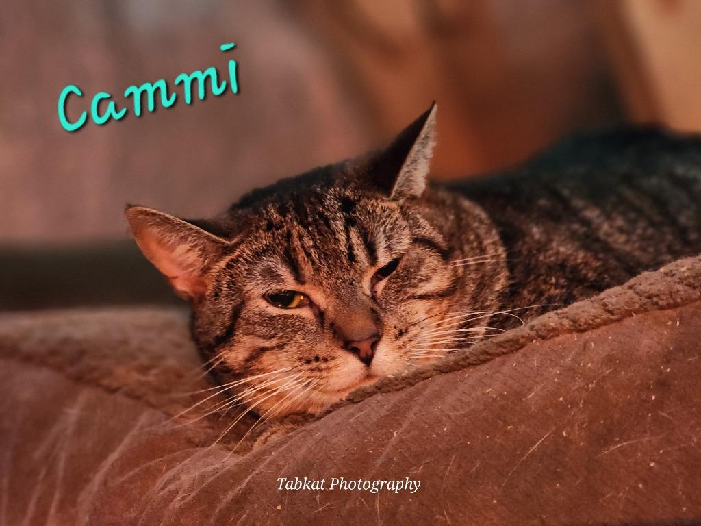 Cammi, Adoptable, Adult Female Domestic Short Hair.